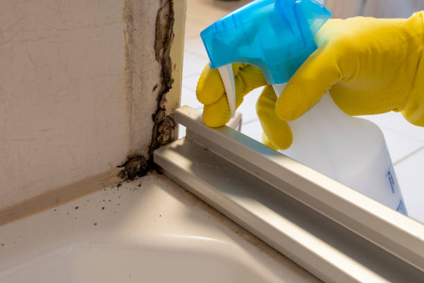 Reliable Hoboken, NJ Mold Remediation Solutions